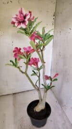 Planta Dobrada 3091 – 35cm – 03 anos - Imagem 7