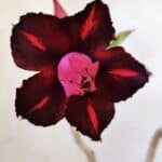 Planta Dobrada 3092 – 30cm – 02 anos