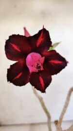 Planta Dobrada 3092 – 30cm – 02 anos