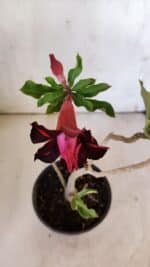 Planta Dobrada 3092 – 30cm – 02 anos - Imagem 7