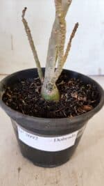 Planta Dobrada 3092 – 30cm – 02 anos - Imagem 8