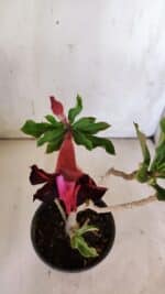 Planta Dobrada 3092 – 30cm – 02 anos - Imagem 4