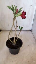 Planta Dobrada 3092 – 30cm – 02 anos - Imagem 6