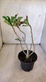 Planta Dobrada 3092 – 30cm – 02 anos - Imagem 5