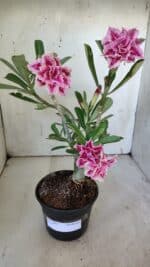 Planta Dobrada 3093 – 30cm – 03 anos - Imagem 2