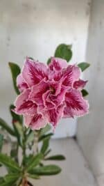 Planta Dobrada 3093 – 30cm – 03 anos - Imagem 4