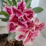 Planta Dobrada 3093 – 30cm – 03 anos