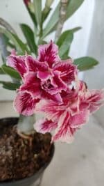 Planta Dobrada 3093 – 30cm – 03 anos