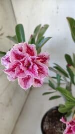 Planta Dobrada 3093 – 30cm – 03 anos - Imagem 5