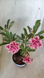 Planta Dobrada 3093 – 30cm – 03 anos - Imagem 7