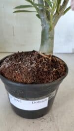 Planta Dobrada 3093 – 30cm – 03 anos - Imagem 10