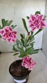 Planta Dobrada 3093 – 30cm – 03 anos - Imagem 6