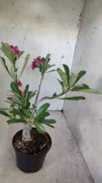 Planta Dobrada 3093 – 30cm – 03 anos - Imagem 9