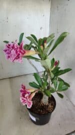 Planta Dobrada 3093 – 30cm – 03 anos - Imagem 8