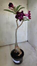 Planta Dobrada 3094 – 35cm – 03 anos - Imagem 2