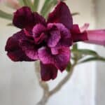 Planta Dobrada 3094 – 35cm – 03 anos