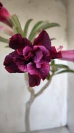 Planta Dobrada 3094 – 35cm – 03 anos