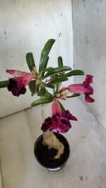 Planta Dobrada 3094 – 35cm – 03 anos - Imagem 4