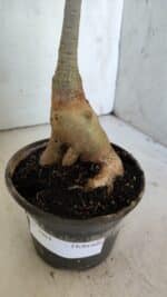 Planta Dobrada 3094 – 35cm – 03 anos - Imagem 7