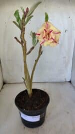 Planta Dobrada 3095 – 30cm – 02 anos - Imagem 2