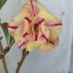 Planta Dobrada 3095 – 30cm – 02 anos