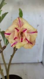 Planta Dobrada 3095 – 30cm – 02 anos