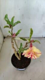 Planta Dobrada 3095 – 30cm – 02 anos - Imagem 4