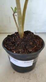 Planta Dobrada 3095 – 30cm – 02 anos - Imagem 7