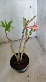 Planta Dobrada 3095 – 30cm – 02 anos - Imagem 6