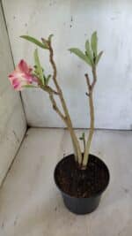 Planta Dobrada 3095 – 30cm – 02 anos - Imagem 5