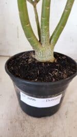 Planta Dobrada 3096 – 35cm – 03 anos - Imagem 6