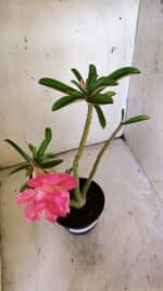 Planta Dobrada 3096 – 35cm – 03 anos - Imagem 5