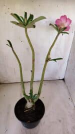 Planta Dobrada 3096 – 35cm – 03 anos - Imagem 7