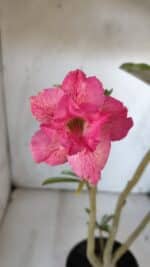 Planta Dobrada 3096 – 35cm – 03 anos - Imagem 4