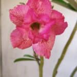 Planta Dobrada 3096 – 35cm – 03 anos