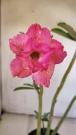 Planta Dobrada 3096 – 35cm – 03 anos