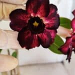 Planta Dobrada 3097 – 35cm – 03 anos