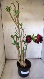 Planta Dobrada 3097 – 35cm – 03 anos - Imagem 2