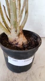 Planta Dobrada 3097 – 35cm – 03 anos - Imagem 7