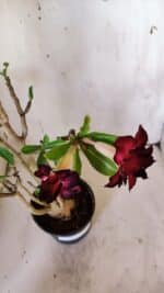 Planta Dobrada 3097 – 35cm – 03 anos - Imagem 4