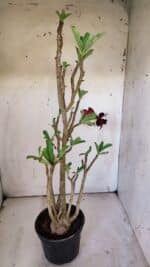 Planta Dobrada 3097 – 35cm – 03 anos - Imagem 6