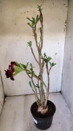 Planta Dobrada 3097 – 35cm – 03 anos - Imagem 5