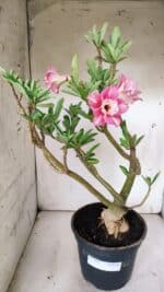 Planta Dobrada 3098 – 55cm – 05 anos - Imagem 2