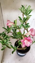 Planta Dobrada 3098 – 55cm – 05 anos - Imagem 4