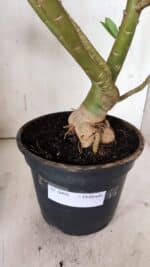 Planta Dobrada 3098 – 55cm – 05 anos - Imagem 9