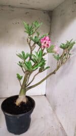 Planta Dobrada 3098 – 55cm – 05 anos - Imagem 8