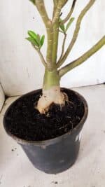 Planta Dobrada 3098 – 55cm – 05 anos - Imagem 7