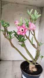 Planta Dobrada 3098 – 55cm – 05 anos - Imagem 5