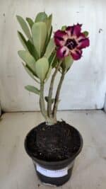 Planta Dobrada 3099 – 30cm – 02 anos - Imagem 2