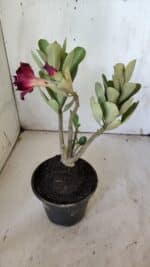 Planta Dobrada 3099 – 30cm – 02 anos - Imagem 6